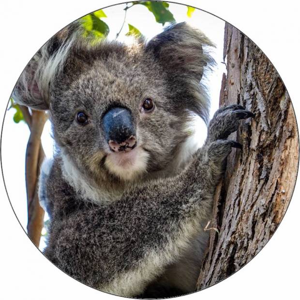 Jedlý papierový medveď koala 19,5 cm